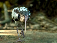 White Ibis Juvenile