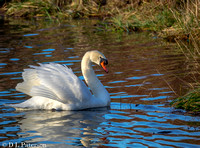 Mute Swan