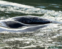 Humpback Blowhole