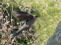 Brown-headed Cowbird in flight