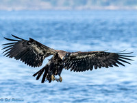 Eagle Immature Flying with fish