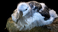 Black-browed Albatross Chick on nest