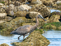 Heron and Midshipman Fish