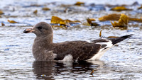 Dolphin Gull juvenile