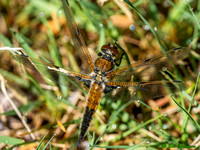 Dragonfly Full