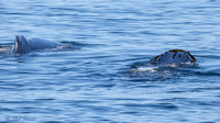 Humpback Head & Back