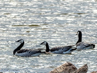 Barnacle Geese