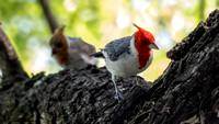 Red-crested Cardinal