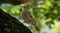 Rufous Hornero