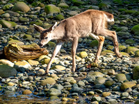 Deer