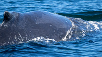 Humpback