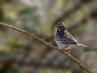 Savannah Sparrow
