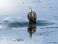 Heron Fishing