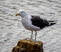 Kelp Gull
