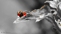 Ladybugs Mating