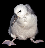 Black-browed Albatross Chick
