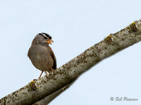 Golden Crowned Sparrow