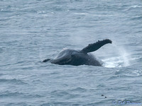 Humpback breaching