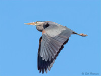 Great Blue Heron in Flight