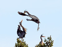 Heron Quarrel
