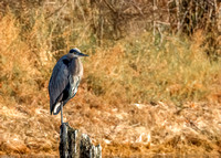 Great Blue Heron