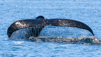 Humpback Tail