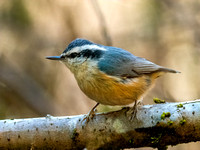 Red-breasted Nuthatch