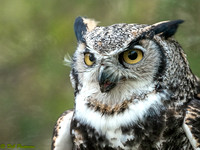 Great Horned Owl