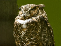 Great Horned Owl