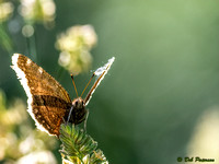 Moth