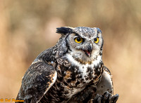 Great Horned Owl