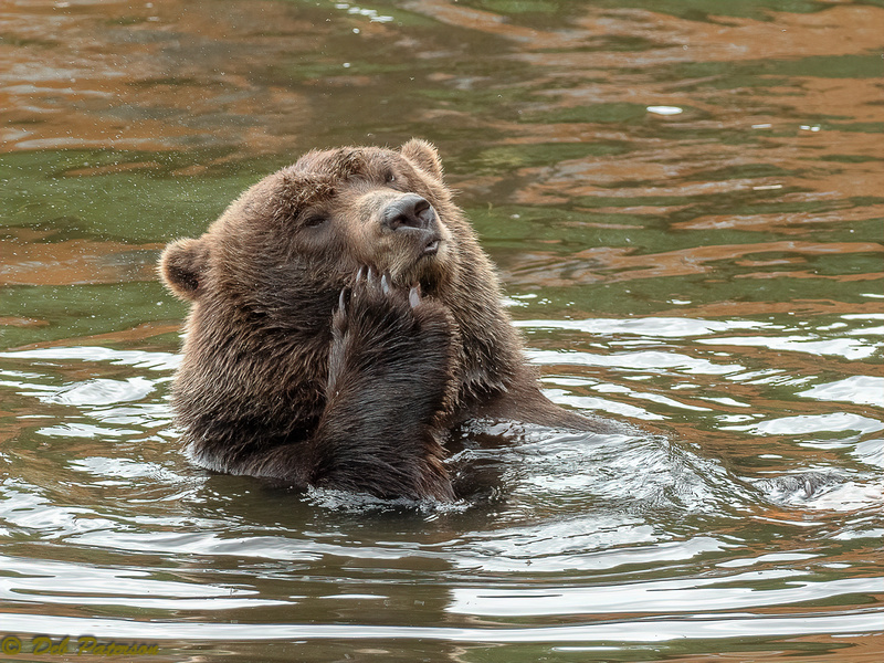Alaskan Brown Bear Scratching