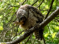 Owlet