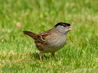 Golden Crowned Sparrow Eating