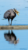 Great Blue Heron and Fish