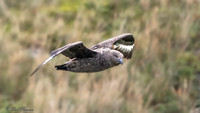 Brown Skua