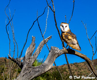Barn Owl