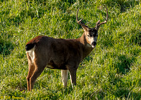 Deer Stag