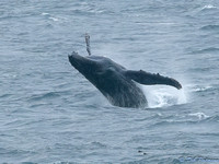 Humpback Breaching