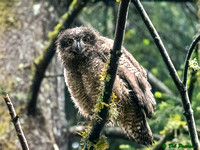 Owlet