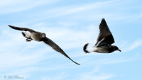Dolphin Gull juveniles