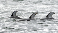 Pacific White-sided Dolphins