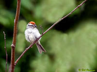 Chipping Sparrow with seed