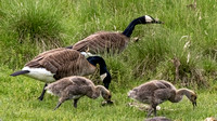 Canada Geese and Goslings