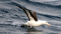 Black-bowed Albatross