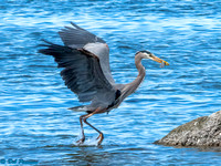 Great Blue Heron with fish