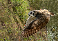 Great Horned Owl