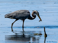 Great Blue Heron with fish
