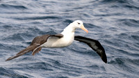 Black-bowed Albatross
