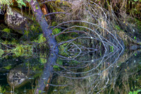 Reflections